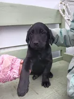 Labrador Lady, a female Newfoundland and English Cream Golden Retriever for sale in Sheboygan Falls, WI – Photo 1 of 9