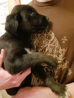 Grace, a female English Cream Golden Retriever and Shepadoodle for sale in Sheboygan Falls, WI – Photo 3 of 6