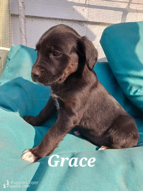 Grace – Golden Retriever, Newfypoo puppy for sale in Sheboygan Falls, WI