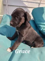 Grace, a female Newfoundland and English Cream Golden Retriever for sale in Sheboygan Falls, WI – Photo 3 of 3