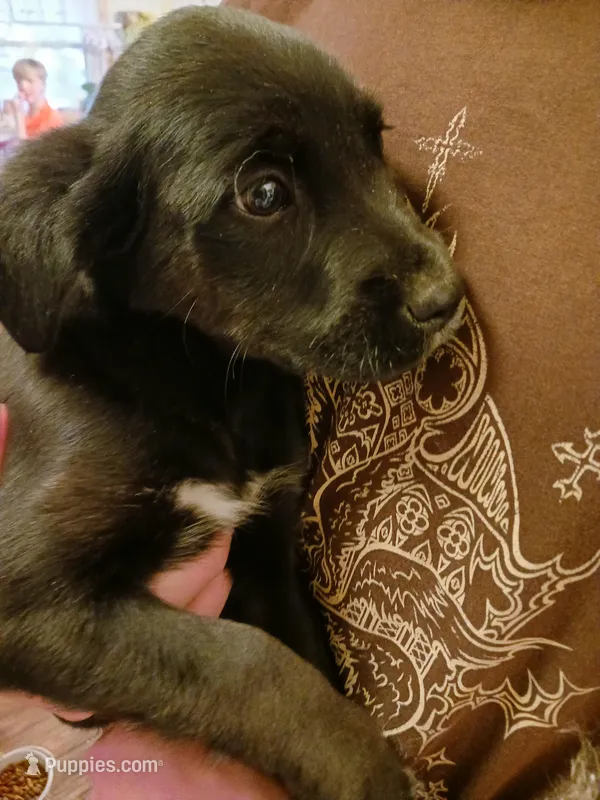 Grace – Newfoundland, English Cream Golden Retriever puppy for sale in Sheboygan Falls, WI