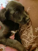 Grace, a female English Cream Golden Retriever and Shepadoodle for sale in Sheboygan Falls, WI – Photo 1 of 6