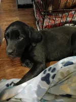 Grace, a female Golden Retriever and Newfypoo for sale in Sheboygan Falls, WI – Photo 7 of 7