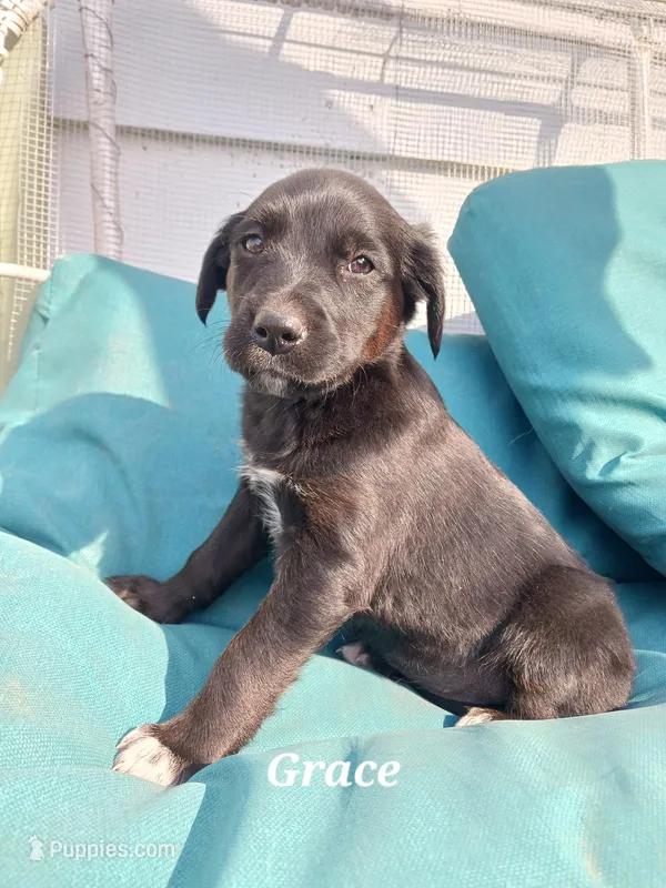 Grace – Newfoundland, English Cream Golden Retriever puppy for sale in Sheboygan Falls, WI