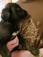 Grace, a female English Cream Golden Retriever and Shepadoodle for sale in Sheboygan Falls, WI – Photo 2 of 6