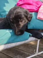 Eva, a female Newfoundland and English Cream Golden Retriever for sale in Sheboygan Falls, WI – Photo 4 of 4