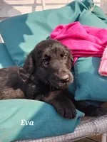 Eva, a female Newfoundland and English Cream Golden Retriever for sale in Sheboygan Falls, WI – Photo 3 of 4