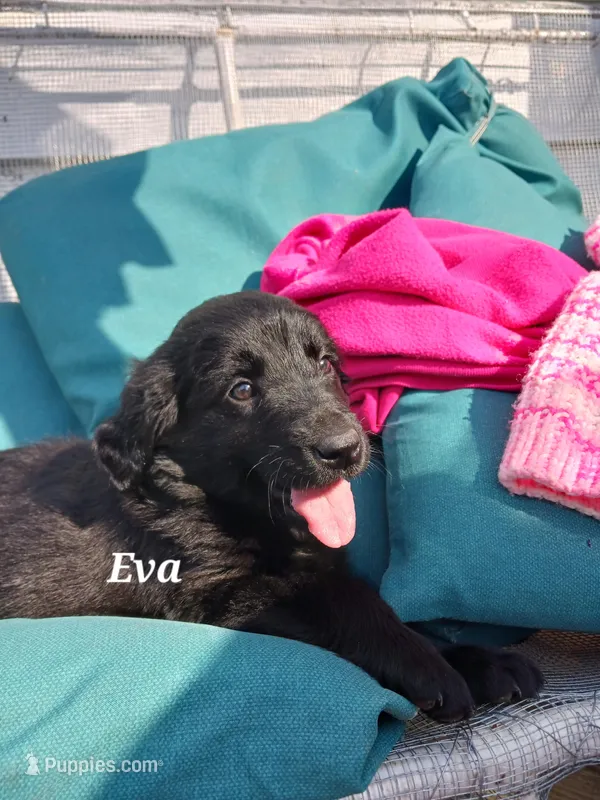 Eva – Newfoundland, English Cream Golden Retriever puppy for sale in Sheboygan Falls, WI