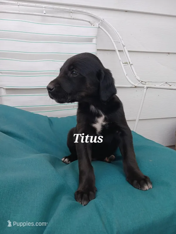 Titus, a male Newfoundland and English Cream Golden Retriever for sale in Sheboygan Falls, WI – Photo 1 of 6