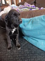 Titus, a male Golden Retriever and Newfypoo for sale in Sheboygan Falls, WI – Photo 10 of 10