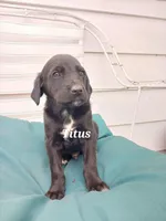 Titus, a male Newfoundland and English Cream Golden Retriever for sale in Sheboygan Falls, WI – Photo 3 of 6