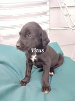 Titus, a male Newfoundland and English Cream Golden Retriever for sale in Sheboygan Falls, WI – Photo 4 of 6