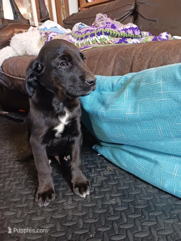 Titus – Golden Retriever, Newfypoo puppy for sale in Sheboygan Falls, WI