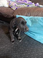 Titus, a male Golden Retriever and Newfypoo for sale in Sheboygan Falls, WI – Photo 4 of 10