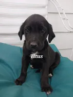 Titus, a male Newfoundland and English Cream Golden Retriever for sale in Sheboygan Falls, WI – Photo 6 of 6