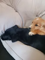 Titus, a male Golden Retriever and Newfypoo for sale in Sheboygan Falls, WI – Photo 2 of 10