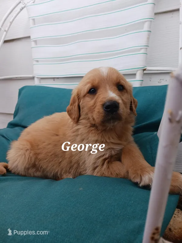 George – English Cream Golden Retriever puppy for sale in Sheboygan Falls, WI