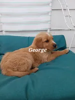 George, a male English Cream Golden Retriever for sale in Sheboygan Falls, WI – Photo 3 of 3