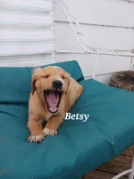 Betsy, a female English Cream Golden Retriever for sale in Sheboygan Falls, WI – Photo 3 of 7