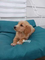 Betsy, a female English Cream Golden Retriever for sale in Sheboygan Falls, WI – Photo 7 of 7