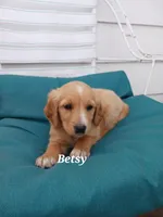 Betsy, a female English Cream Golden Retriever for sale in Sheboygan Falls, WI – Photo 4 of 7