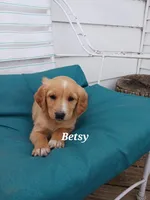 Betsy, a female English Cream Golden Retriever for sale in Sheboygan Falls, WI – Photo 5 of 7