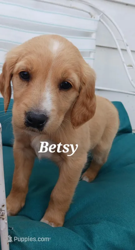 Betsy – English Cream Golden Retriever puppy for sale in Sheboygan Falls, WI
