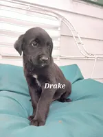 Drake, a male Newfoundland and English Cream Golden Retriever for sale in Sheboygan Falls, WI – Photo 4 of 6
