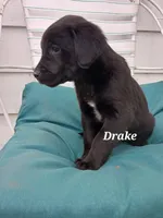 Drake, a male Newfoundland and English Cream Golden Retriever for sale in Sheboygan Falls, WI – Photo 2 of 6