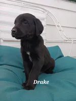 Drake, a male Newfoundland and English Cream Golden Retriever for sale in Sheboygan Falls, WI – Photo 1 of 6