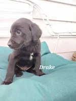 Drake, a male Newfoundland and English Cream Golden Retriever for sale in Sheboygan Falls, WI – Photo 3 of 6