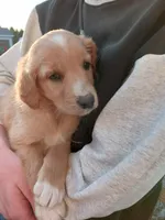 Vincent , a male Golden Retriever and Newfypoo for sale in Sheboygan Falls, WI – Photo 5 of 10