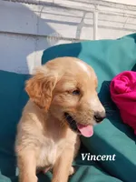 Vincent , a male English Cream Golden Retriever for sale in Sheboygan Falls, WI – Photo 1 of 6
