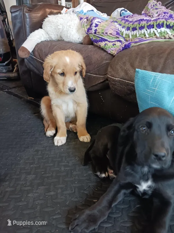 Vincent  – Golden Retriever, Newfypoo puppy for sale in Sheboygan Falls, WI