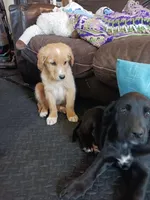 Vincent , a male Golden Retriever and Newfypoo for sale in Sheboygan Falls, WI – Photo 1 of 10