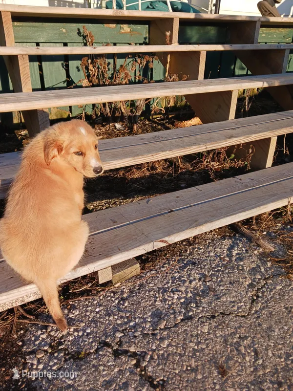 Vincent  – Golden Retriever, Newfypoo puppy for sale in Sheboygan Falls, WI