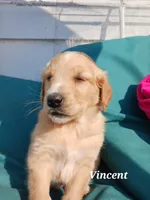 Vincent , a male English Cream Golden Retriever for sale in Sheboygan Falls, WI – Photo 2 of 6