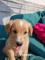 Vincent , a male English Cream Golden Retriever for sale in Sheboygan Falls, WI – Photo 3 of 6