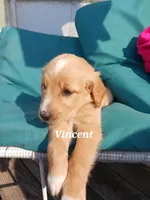 Vincent , a male English Cream Golden Retriever for sale in Sheboygan Falls, WI – Photo 4 of 6