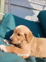 Vincent , a male English Cream Golden Retriever for sale in Sheboygan Falls, WI – Photo 5 of 6