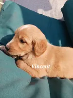 Vincent , a male English Cream Golden Retriever for sale in Sheboygan Falls, WI – Photo 6 of 6