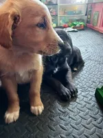 Vincent , a male Golden Retriever and Newfypoo for sale in Sheboygan Falls, WI – Photo 4 of 10