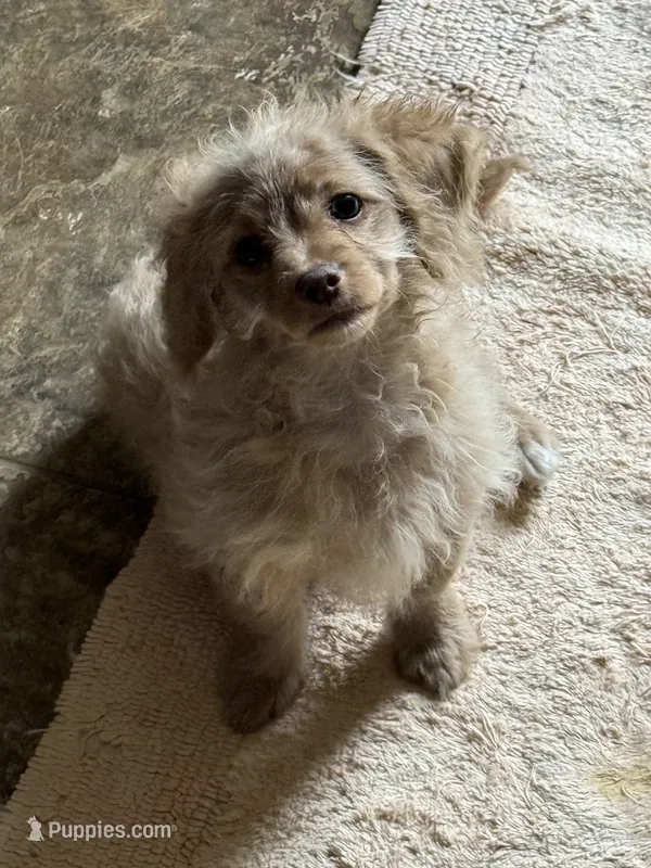 Prancer – Chihuahua, Poodle - Toy  puppy for sale in Beavercreek, OH