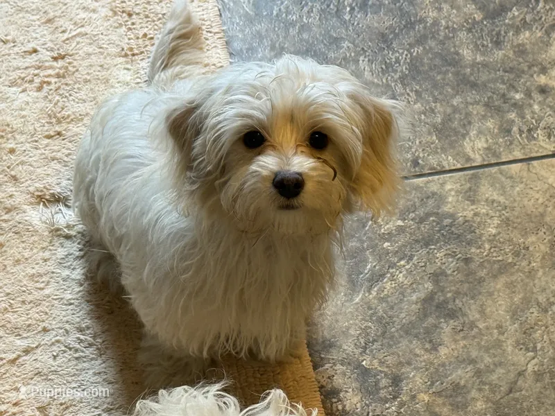 Cupid – Chihuahua, Poodle - Toy  puppy for sale in Beavercreek, OH