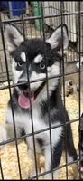 Oliver, a male Pomsky for sale in Troy, OH – 2 of 2