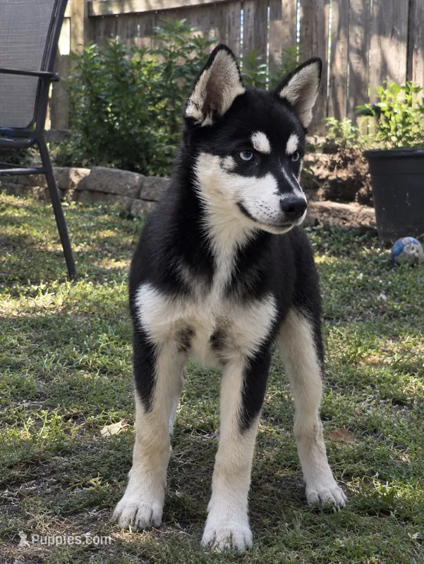 Soren – Pomsky puppy for sale in Troy, OH