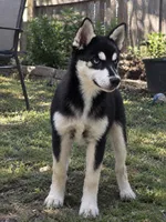Soren, a male Pomsky for sale in Troy, OH – 1 of 2