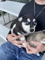 Soren, a male Pomsky for sale in Troy, OH – 2 of 2