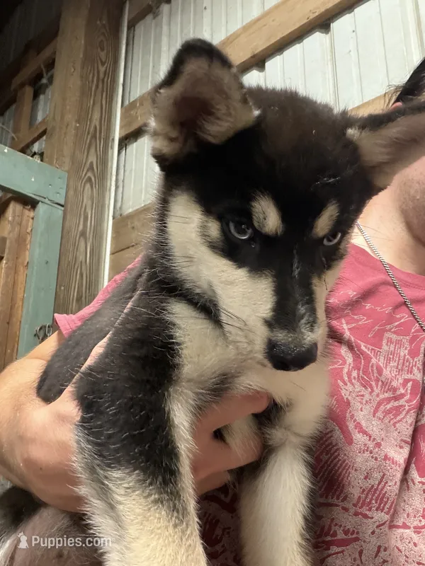 Oliver – Pomsky puppy for sale in Troy, OH