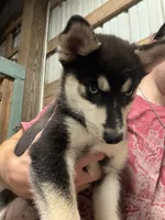 Oliver, a male Pomsky for sale in Troy, OH – 1 of 2